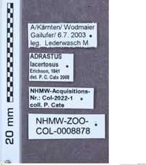 Etikette zu Adrastus lacertosus (Erichson, 1841) (NHMW-ZOO-COL-0008878)